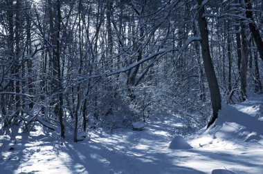 Kar kaplı bir parkta dar bir patika bir kış akşamında, güneş ışığı beyaz karların üzerine ağaçların gölgelerini düşürüyor..