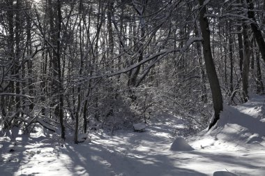 Kar kaplı bir parkta dar bir patika bir kış akşamında, güneş ışığı beyaz karların üzerine ağaçların gölgelerini düşürüyor..