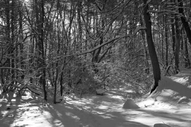 Kar kaplı bir parkta dar bir patika bir kış akşamında, güneş ışığı beyaz karların üzerine ağaçların gölgelerini düşürüyor..