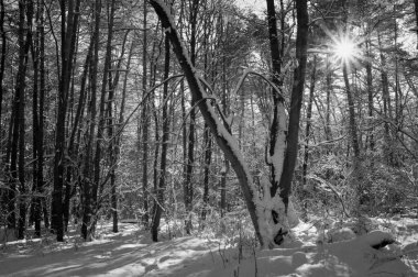 Karla kaplı bir parkta kış günbatımı. Ağaçların çıplak dallarından süzülen turuncu güneş ışığı karlara gölge düşürüyor..