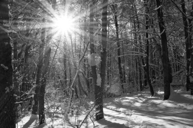 Kış günbatımı karla kaplı bir parkta, güneş ışığı ağaçların çıplak dallarından süzülerek karlara gölge düşürüyor..