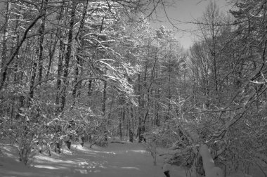Kar kaplı bir parkta dar bir patika bir kış akşamında, güneş ışığı beyaz karların üzerine ağaçların gölgelerini düşürüyor..