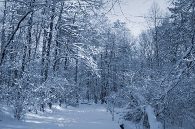 Kar kaplı bir parkta dar bir patika bir kış akşamında, güneş ışığı beyaz karların üzerine ağaçların gölgelerini düşürüyor..