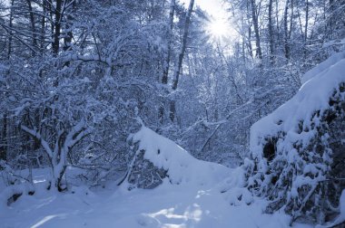 Kar kaplı bir parkta dar bir patika bir kış akşamında, güneş ışığı beyaz karların üzerine ağaçların gölgelerini düşürüyor..