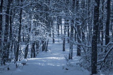 Kar kaplı bir parkta dar bir patika bir kış akşamında, güneş ışığı beyaz karların üzerine ağaçların gölgelerini düşürüyor..