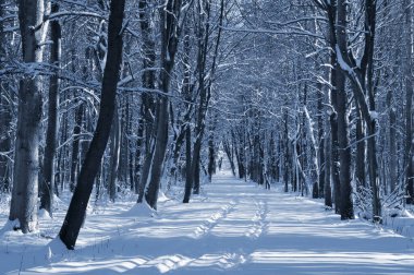 Kar kaplı bir parkta dar bir patika bir kış akşamında, güneş ışığı beyaz karların üzerine ağaçların gölgelerini düşürüyor..