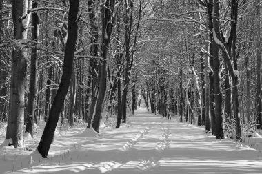 Kar kaplı bir parkta dar bir patika bir kış akşamında, güneş ışığı beyaz karların üzerine ağaçların gölgelerini düşürüyor..