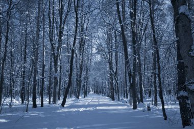 Kar kaplı bir parkta dar bir patika bir kış akşamında, güneş ışığı beyaz karların üzerine ağaçların gölgelerini düşürüyor..