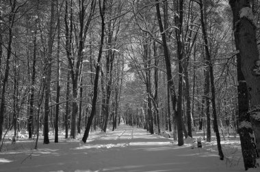 Kar kaplı bir parkta dar bir patika bir kış akşamında, güneş ışığı beyaz karların üzerine ağaçların gölgelerini düşürüyor..