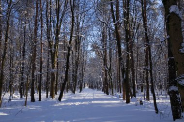 Kar kaplı bir parkta dar bir patika bir kış akşamında, güneş ışığı beyaz karların üzerine ağaçların gölgelerini düşürüyor..