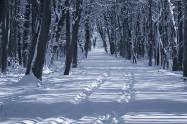 Kar kaplı bir parkta dar bir patika bir kış akşamında, güneş ışığı beyaz karların üzerine ağaçların gölgelerini düşürüyor..