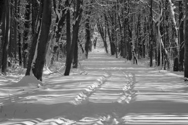 Kar kaplı bir parkta dar bir patika bir kış akşamında, güneş ışığı beyaz karların üzerine ağaçların gölgelerini düşürüyor..