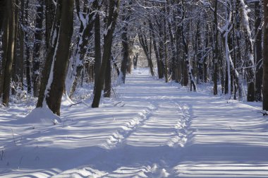 Kar kaplı bir parkta dar bir patika bir kış akşamında, güneş ışığı beyaz karların üzerine ağaçların gölgelerini düşürüyor..