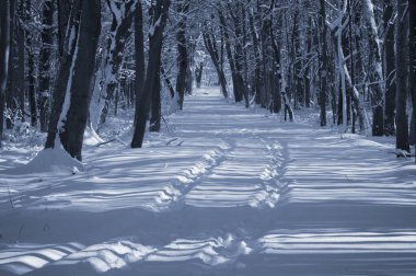 Kar kaplı bir parkta dar bir patika bir kış akşamında, güneş ışığı beyaz karların üzerine ağaçların gölgelerini düşürüyor..