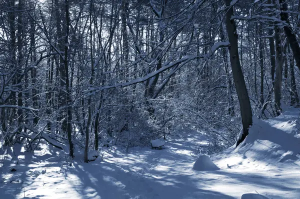 Kar kaplı bir parkta dar bir patika bir kış akşamında, güneş ışığı beyaz karların üzerine ağaçların gölgelerini düşürüyor..