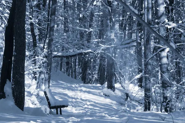 Kar kaplı bir parkta dar bir patika bir kış akşamında, güneş ışığı beyaz karların üzerine ağaçların gölgelerini düşürüyor..