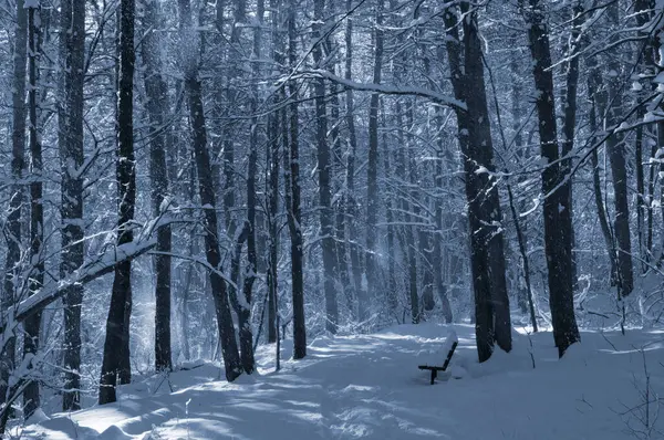 Kar kaplı bir parkta dar bir patika bir kış akşamında, güneş ışığı beyaz karların üzerine ağaçların gölgelerini düşürüyor..