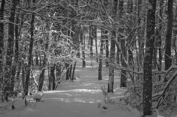 Kar kaplı bir parkta dar bir patika bir kış akşamında, güneş ışığı beyaz karların üzerine ağaçların gölgelerini düşürüyor..