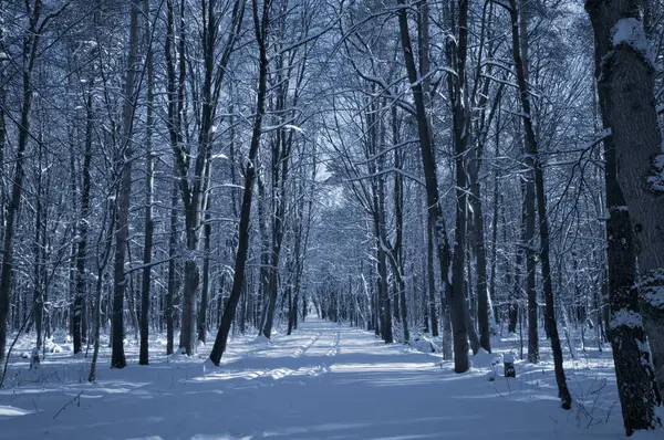 Kar kaplı bir parkta dar bir patika bir kış akşamında, güneş ışığı beyaz karların üzerine ağaçların gölgelerini düşürüyor..
