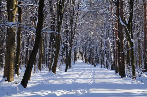 Kar kaplı bir parkta dar bir patika bir kış akşamında, güneş ışığı beyaz karların üzerine ağaçların gölgelerini düşürüyor..