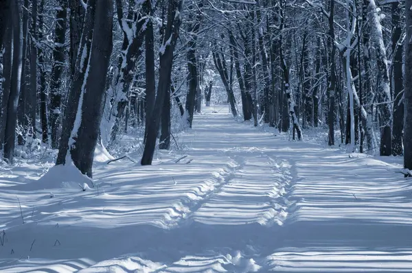 Kar kaplı bir parkta dar bir patika bir kış akşamında, güneş ışığı beyaz karların üzerine ağaçların gölgelerini düşürüyor..