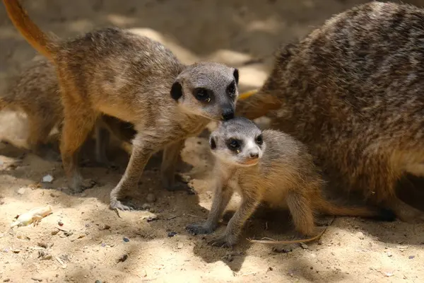 Kumlu habitatlarında yaşayan mirket bir ailenin büyüleyici bir fotoğraf serisi. Görüntüler dinlenmek, kazmak, çevreyi izlemek ve birbirleriyle etkileşim kurmak gibi doğal davranışları yakalar. Eğitim, vahşi yaşam ve zooloji ile ilgili konular için ideal.