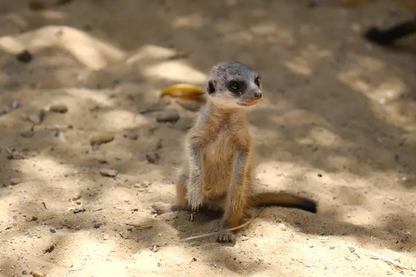 Kumlu habitatlarında yaşayan mirket bir ailenin büyüleyici bir fotoğraf serisi. Görüntüler dinlenmek, kazmak, çevreyi izlemek ve birbirleriyle etkileşim kurmak gibi doğal davranışları yakalar. Eğitim, vahşi yaşam ve zooloji ile ilgili konular için ideal.