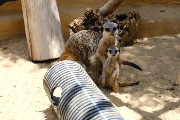 Kumlu habitatlarında yaşayan mirket bir ailenin büyüleyici bir fotoğraf serisi. Görüntüler dinlenmek, kazmak, çevreyi izlemek ve birbirleriyle etkileşim kurmak gibi doğal davranışları yakalar. Eğitim, vahşi yaşam ve zooloji ile ilgili konular için ideal.