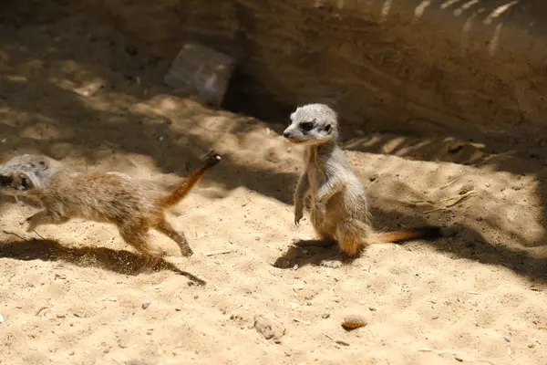 Kumlu habitatlarında yaşayan mirket bir ailenin büyüleyici bir fotoğraf serisi. Görüntüler dinlenmek, kazmak, çevreyi izlemek ve birbirleriyle etkileşim kurmak gibi doğal davranışları yakalar. Eğitim, vahşi yaşam ve zooloji ile ilgili konular için ideal.