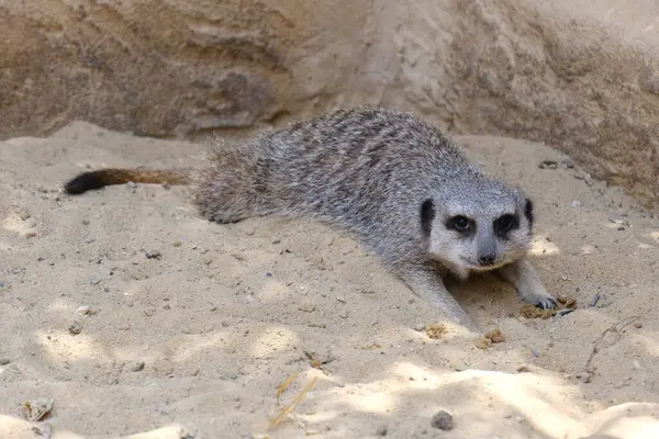 Kumlu habitatlarında yaşayan mirket bir ailenin büyüleyici bir fotoğraf serisi. Görüntüler dinlenmek, kazmak, çevreyi izlemek ve birbirleriyle etkileşim kurmak gibi doğal davranışları yakalar. Eğitim, vahşi yaşam ve zooloji ile ilgili konular için ideal.