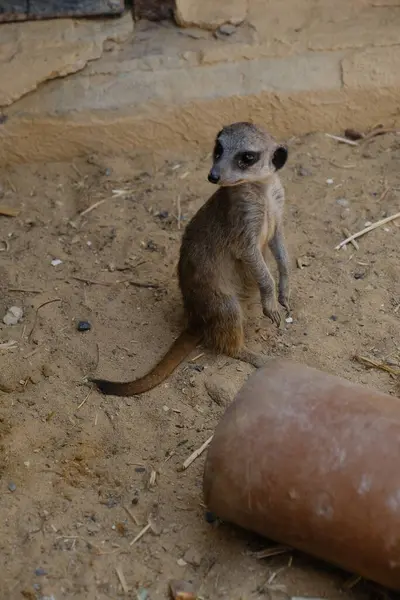 Kumlu habitatlarında yaşayan mirket bir ailenin büyüleyici bir fotoğraf serisi. Görüntüler dinlenmek, kazmak, çevreyi izlemek ve birbirleriyle etkileşim kurmak gibi doğal davranışları yakalar. Eğitim, vahşi yaşam ve zooloji ile ilgili konular için ideal.