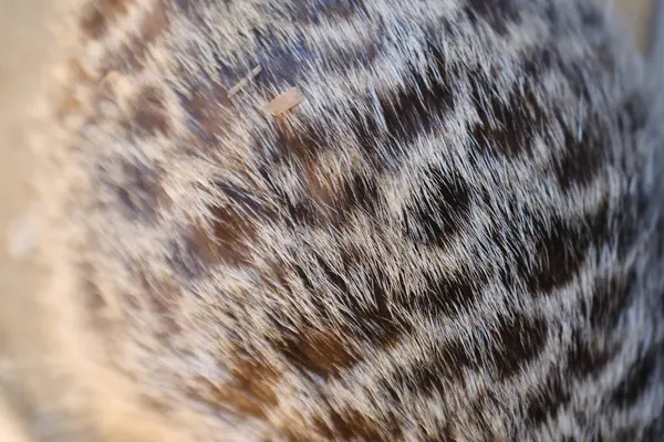 Kumlu habitatlarında yaşayan mirket bir ailenin büyüleyici bir fotoğraf serisi. Görüntüler dinlenmek, kazmak, çevreyi izlemek ve birbirleriyle etkileşim kurmak gibi doğal davranışları yakalar. Eğitim, vahşi yaşam ve zooloji ile ilgili konular için ideal.