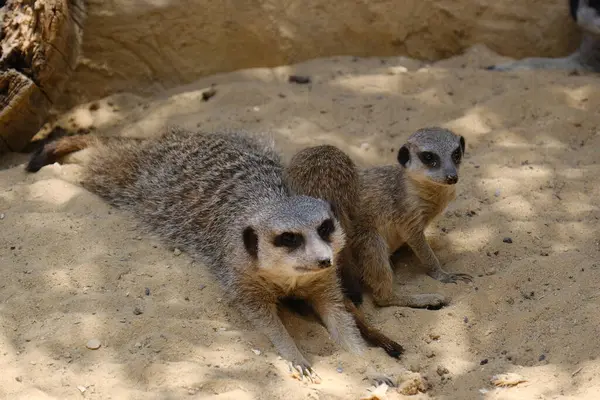 Kumlu habitatlarında yaşayan mirket bir ailenin büyüleyici bir fotoğraf serisi. Görüntüler dinlenmek, kazmak, çevreyi izlemek ve birbirleriyle etkileşim kurmak gibi doğal davranışları yakalar. Eğitim, vahşi yaşam ve zooloji ile ilgili konular için ideal.