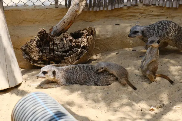 Kumlu habitatlarında yaşayan mirket bir ailenin büyüleyici bir fotoğraf serisi. Görüntüler dinlenmek, kazmak, çevreyi izlemek ve birbirleriyle etkileşim kurmak gibi doğal davranışları yakalar. Eğitim, vahşi yaşam ve zooloji ile ilgili konular için ideal.
