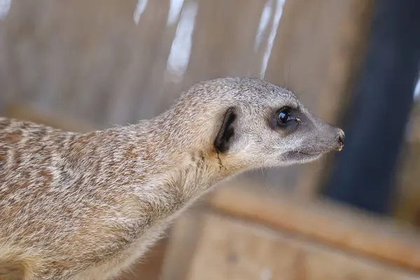 Kumlu habitatlarında yaşayan mirket bir ailenin büyüleyici bir fotoğraf serisi. Görüntüler dinlenmek, kazmak, çevreyi izlemek ve birbirleriyle etkileşim kurmak gibi doğal davranışları yakalar. Eğitim, vahşi yaşam ve zooloji ile ilgili konular için ideal.