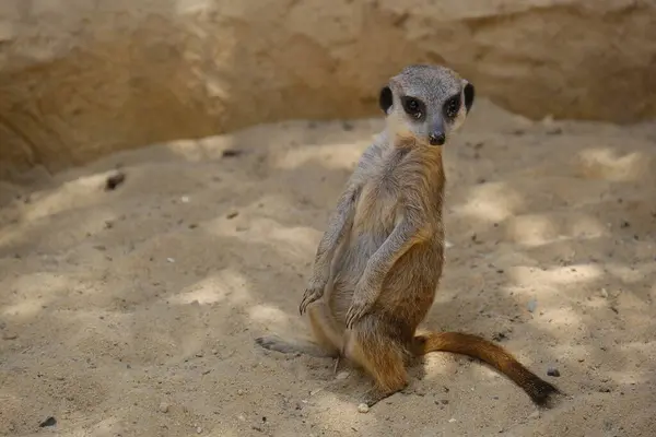 Kumlu habitatlarında yaşayan mirket bir ailenin büyüleyici bir fotoğraf serisi. Görüntüler dinlenmek, kazmak, çevreyi izlemek ve birbirleriyle etkileşim kurmak gibi doğal davranışları yakalar. Eğitim, vahşi yaşam ve zooloji ile ilgili konular için ideal.