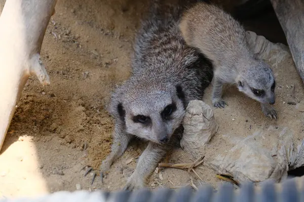 Kumlu habitatlarında yaşayan mirket bir ailenin büyüleyici bir fotoğraf serisi. Görüntüler dinlenmek, kazmak, çevreyi izlemek ve birbirleriyle etkileşim kurmak gibi doğal davranışları yakalar. Eğitim, vahşi yaşam ve zooloji ile ilgili konular için ideal.
