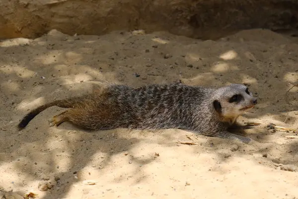 Kumlu habitatlarında yaşayan mirket bir ailenin büyüleyici bir fotoğraf serisi. Görüntüler dinlenmek, kazmak, çevreyi izlemek ve birbirleriyle etkileşim kurmak gibi doğal davranışları yakalar. Eğitim, vahşi yaşam ve zooloji ile ilgili konular için ideal.