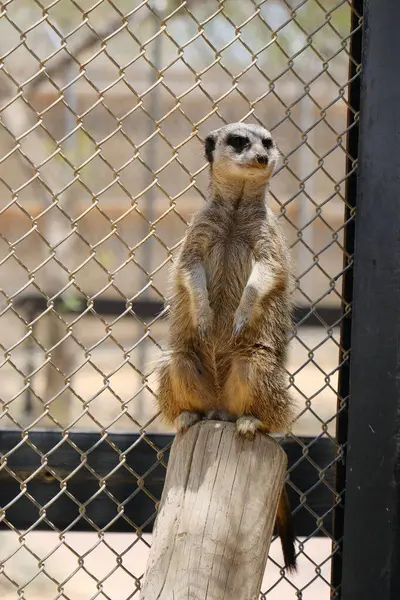 Kumlu habitatlarında yaşayan mirket bir ailenin büyüleyici bir fotoğraf serisi. Görüntüler dinlenmek, kazmak, çevreyi izlemek ve birbirleriyle etkileşim kurmak gibi doğal davranışları yakalar. Eğitim, vahşi yaşam ve zooloji ile ilgili konular için ideal.