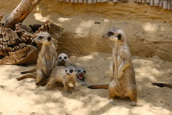 Kumlu habitatlarında yaşayan mirket bir ailenin büyüleyici bir fotoğraf serisi. Görüntüler dinlenmek, kazmak, çevreyi izlemek ve birbirleriyle etkileşim kurmak gibi doğal davranışları yakalar. Eğitim, vahşi yaşam ve zooloji ile ilgili konular için ideal.