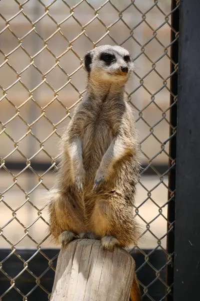Kumlu habitatlarında yaşayan mirket bir ailenin büyüleyici bir fotoğraf serisi. Görüntüler dinlenmek, kazmak, çevreyi izlemek ve birbirleriyle etkileşim kurmak gibi doğal davranışları yakalar. Eğitim, vahşi yaşam ve zooloji ile ilgili konular için ideal.