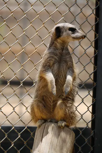 Kumlu habitatlarında yaşayan mirket bir ailenin büyüleyici bir fotoğraf serisi. Görüntüler dinlenmek, kazmak, çevreyi izlemek ve birbirleriyle etkileşim kurmak gibi doğal davranışları yakalar. Eğitim, vahşi yaşam ve zooloji ile ilgili konular için ideal.