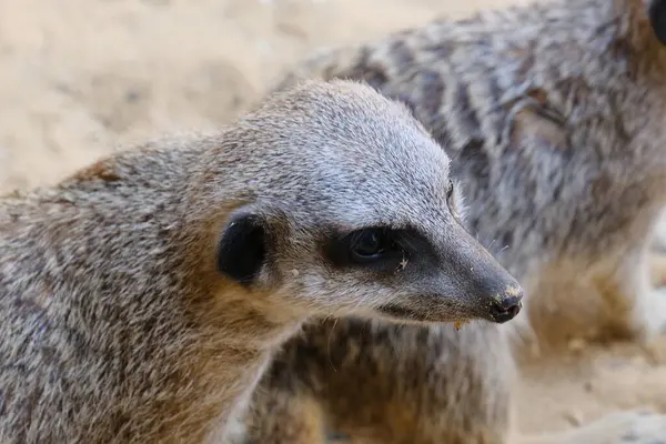 Kumlu habitatlarında yaşayan mirket bir ailenin büyüleyici bir fotoğraf serisi. Görüntüler dinlenmek, kazmak, çevreyi izlemek ve birbirleriyle etkileşim kurmak gibi doğal davranışları yakalar. Eğitim, vahşi yaşam ve zooloji ile ilgili konular için ideal.