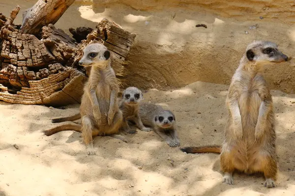 Kumlu habitatlarında yaşayan mirket bir ailenin büyüleyici bir fotoğraf serisi. Görüntüler dinlenmek, kazmak, çevreyi izlemek ve birbirleriyle etkileşim kurmak gibi doğal davranışları yakalar. Eğitim, vahşi yaşam ve zooloji ile ilgili konular için ideal.