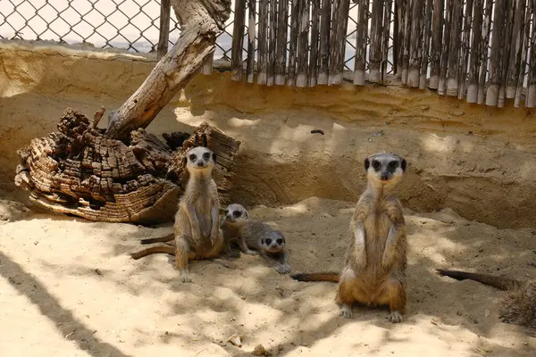 Kumlu habitatlarında yaşayan mirket bir ailenin büyüleyici bir fotoğraf serisi. Görüntüler dinlenmek, kazmak, çevreyi izlemek ve birbirleriyle etkileşim kurmak gibi doğal davranışları yakalar. Eğitim, vahşi yaşam ve zooloji ile ilgili konular için ideal.