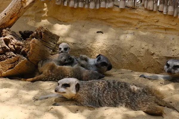 Kumlu habitatlarında yaşayan mirket bir ailenin büyüleyici bir fotoğraf serisi. Görüntüler dinlenmek, kazmak, çevreyi izlemek ve birbirleriyle etkileşim kurmak gibi doğal davranışları yakalar. Eğitim, vahşi yaşam ve zooloji ile ilgili konular için ideal.