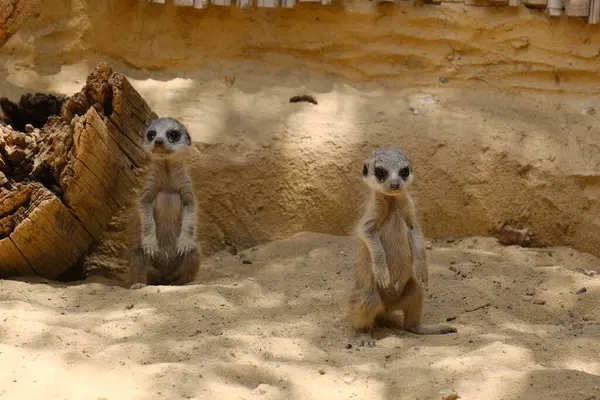 Kumlu habitatlarında yaşayan mirket bir ailenin büyüleyici bir fotoğraf serisi. Görüntüler dinlenmek, kazmak, çevreyi izlemek ve birbirleriyle etkileşim kurmak gibi doğal davranışları yakalar. Eğitim, vahşi yaşam ve zooloji ile ilgili konular için ideal.