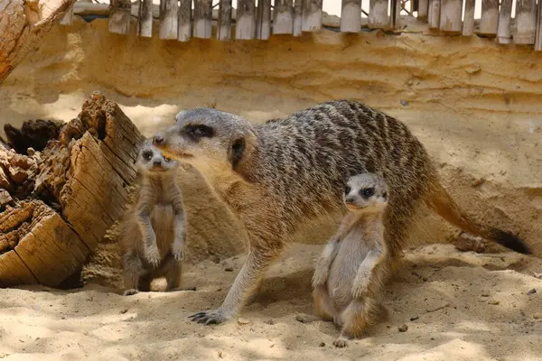 Kumlu habitatlarında yaşayan mirket bir ailenin büyüleyici bir fotoğraf serisi. Görüntüler dinlenmek, kazmak, çevreyi izlemek ve birbirleriyle etkileşim kurmak gibi doğal davranışları yakalar. Eğitim, vahşi yaşam ve zooloji ile ilgili konular için ideal.