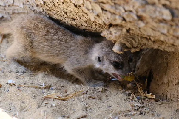 Kumlu habitatlarında yaşayan mirket bir ailenin büyüleyici bir fotoğraf serisi. Görüntüler dinlenmek, kazmak, çevreyi izlemek ve birbirleriyle etkileşim kurmak gibi doğal davranışları yakalar. Eğitim, vahşi yaşam ve zooloji ile ilgili konular için ideal.