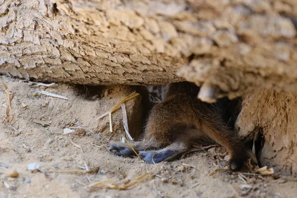 Kumlu habitatlarında yaşayan mirket bir ailenin büyüleyici bir fotoğraf serisi. Görüntüler dinlenmek, kazmak, çevreyi izlemek ve birbirleriyle etkileşim kurmak gibi doğal davranışları yakalar. Eğitim, vahşi yaşam ve zooloji ile ilgili konular için ideal.